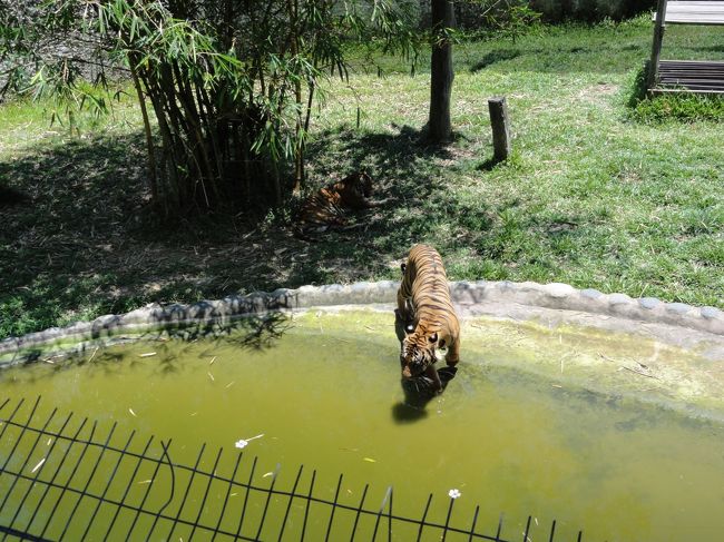 トラが水に入るところも見れました。