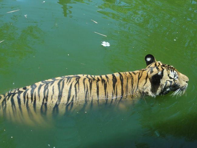 しかも泳いでいます。