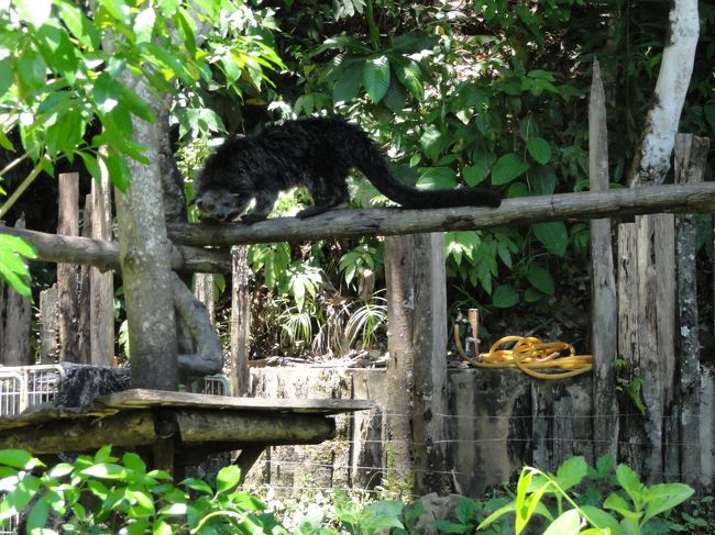 アライグマみたいな哺乳類。