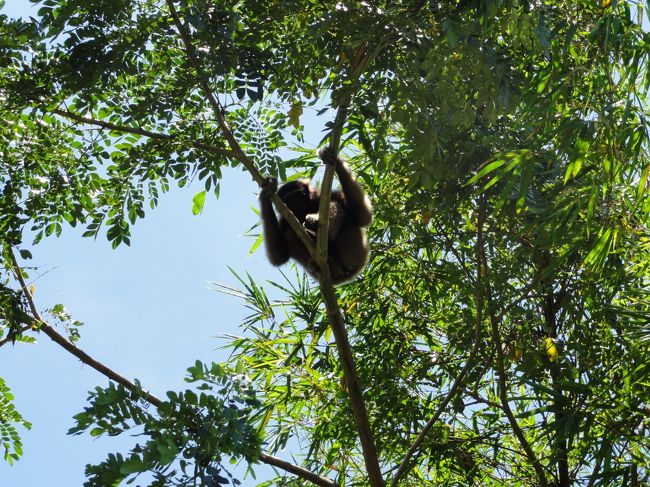 オラウータンもいますがあまり動いてくれませんでした。