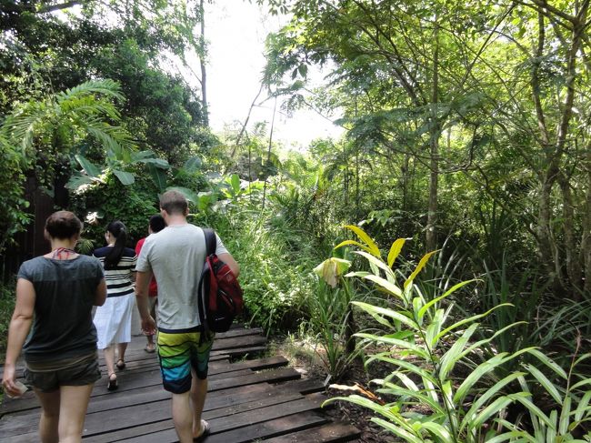 オラウータンが来るところまで歩きます。