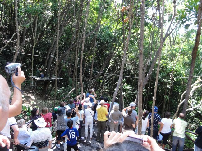 人が沢山いますがみんなオラウータンにメロメロ。