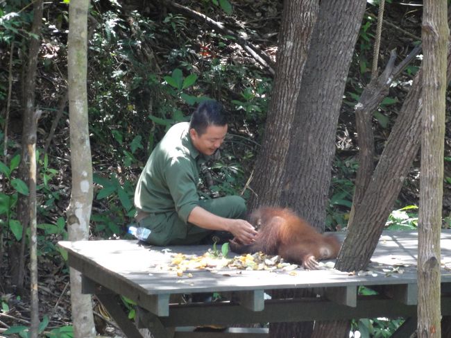 ３〜４歳のオラウータンですから子供を保護しています。<br /><br />とてもレンジャーになついて甘えています。