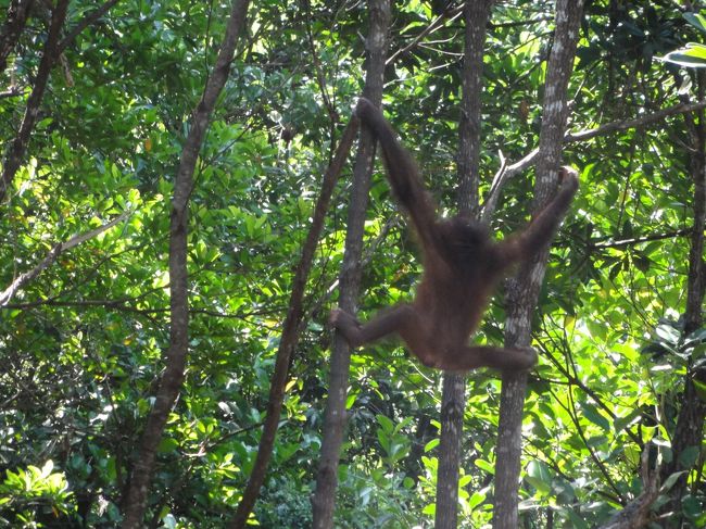 木を揺らして右から左に。