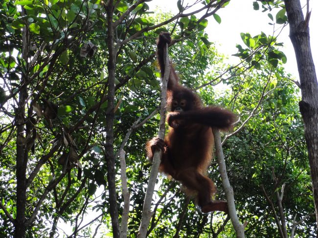オラウータンが降りてきました。<br />目の前にいるうううう