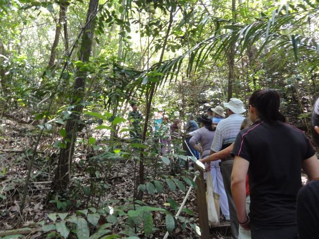 オラウータン観察は１時間弱で終わり7〜８割の人が帰ります。<br />私たちを含め15人くらいがその場に残りキャノピーウォークが始まります。<br />日本人半分、欧米人半分。