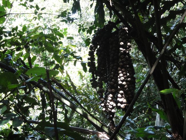 果物がなっていますが食べてはいけないと言われました。