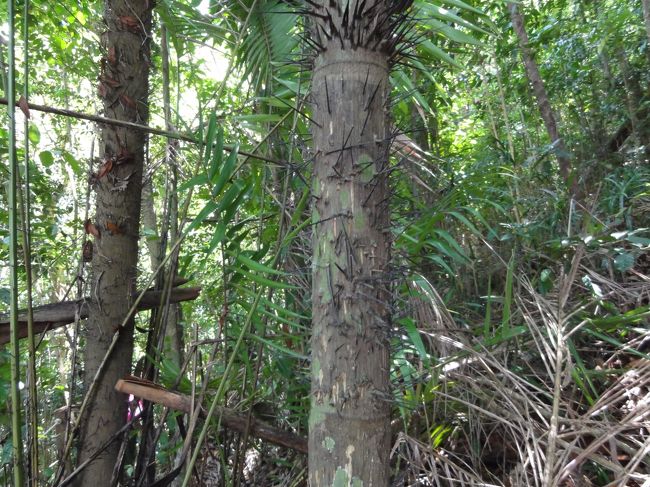 トゲだらけの木。<br />木の幹がトゲだらけ。