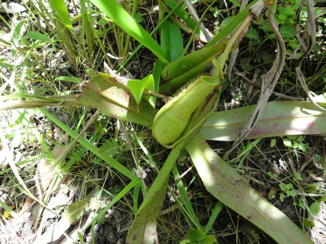 食虫植物を説明してくれます。<br />ピクチャーと言われ何が絵かと思ったらピッチャーと言ったようでした。<br />ピッチャー植物です。