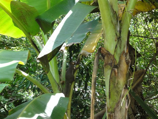 リス発見、ホテル敷地内です。