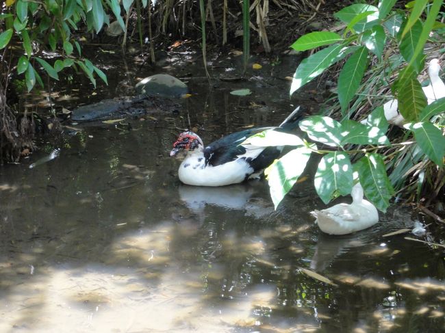 変わった柄の鳥。