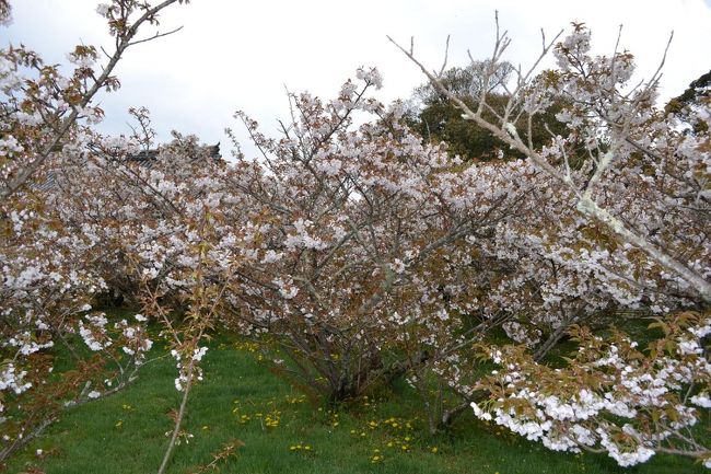 山桜が綺麗に咲き誇ってます