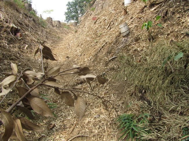 たけやぶと雑草を掻き分けて進むが、くもの巣がいっぱいある！！<br />・・・ということで落ちてた枯れ木を持って進むことにしました