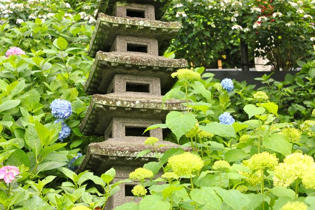 あじさいは形も色も実にさまざま。<br />また、緑に囲まれた塔や灯籠、お寺もまた趣があります。