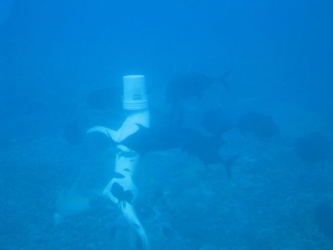 白く見えるのは、餌が入ったバケツに頭を突っ込むサメ。