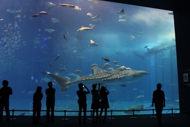 ちゅら海水族館も訪れました。<br />大きなジンベイザメに小さな魚たちがくっついて<br />なんだか「優しい力持ち」といった感じ。