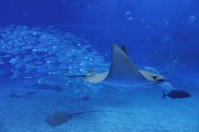 鳥のように泳ぐエイ