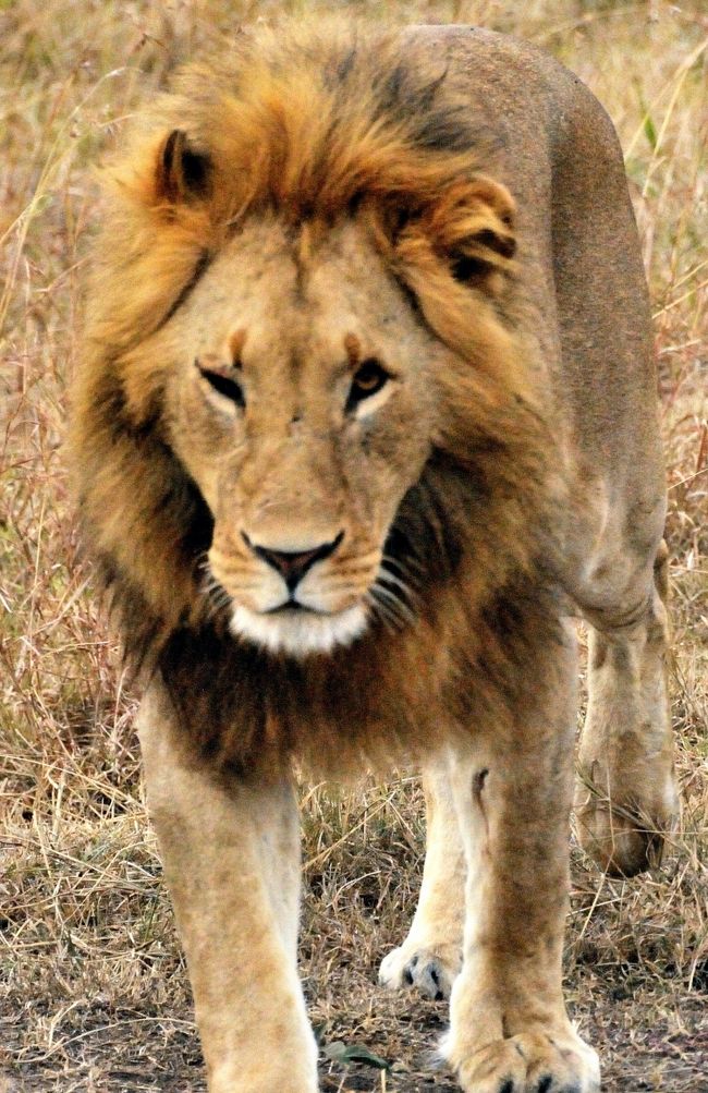 ケニアサファリ 3 マサイマラ ヌーの川渡りとライオン