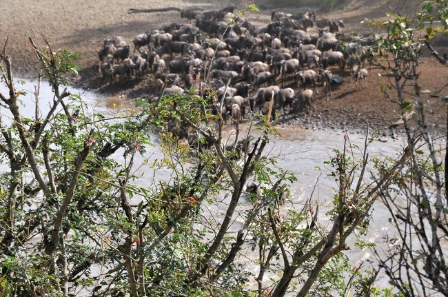 ケニアサファリ 3 マサイマラ ヌーの川渡りとライオン マサイマラ国立保護区周辺 ケニア の旅行記 ブログ By Obaqさん フォートラベル ケニアサファリ 3 マサイマラ ヌーの川渡りとライオン マサイマラ国立保護区周辺 ケニア の旅行記 ブログ By Obaqさん フォートラベル