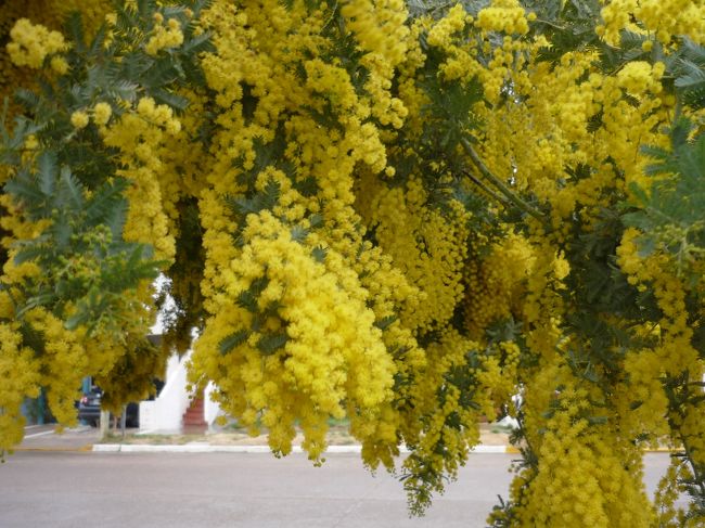 めずらしい花が木からぶらさがってます