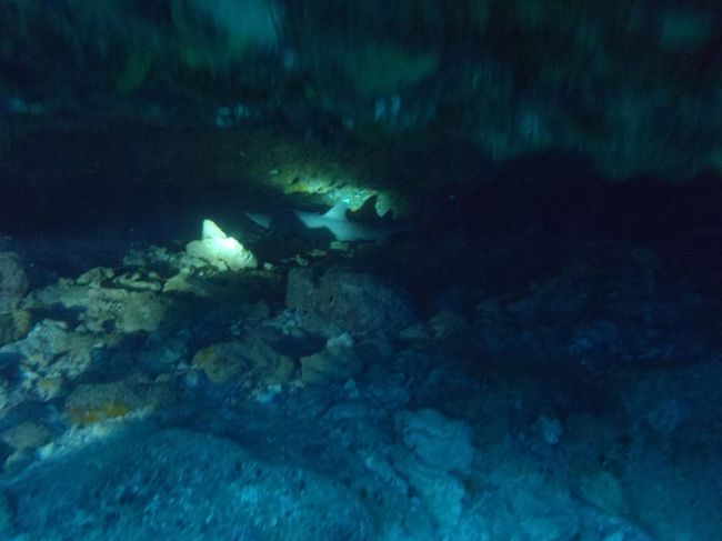 私は一人でダイビングしに行きました。<br /><br />サメが