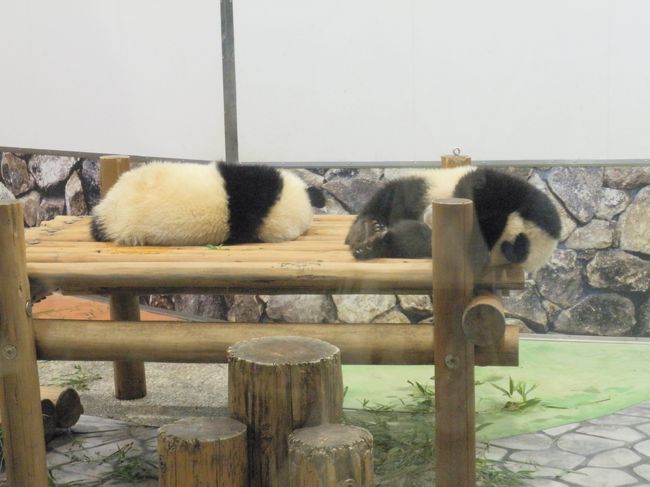 その後、パンダのところに戻り、1歳になる双子ちゃんを見に行きました。こんな感じで眠っています。午前中は良く動いているのだそうですが････。
