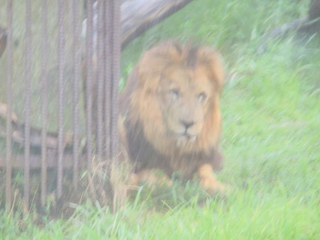 雨が降ってきたので、サファリへ。大雨のおかげで、一日20時間くらい眠っているライオンがおきていました。<br />このサファリは、歩いても楽しみです。