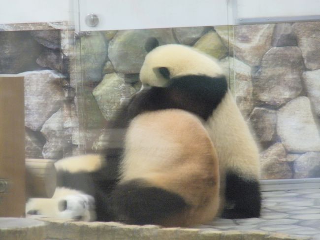 午前中はママとおにいちゃんのじゃれあい中