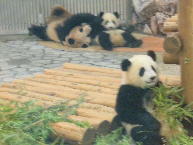 妹は手前でマイペース。笹をもぐもぐ。