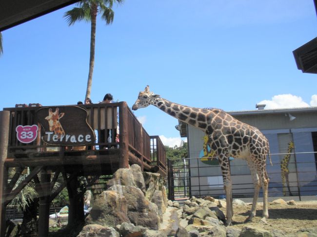 ２日目のサファリ。いい天気。えさをあげることができます。