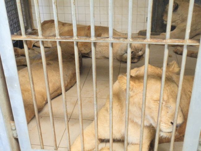 ライオンは群れで集まって眠るそうです。外に出ていない群れはこんな小さいスペースで４頭が重なり合って眠っています。