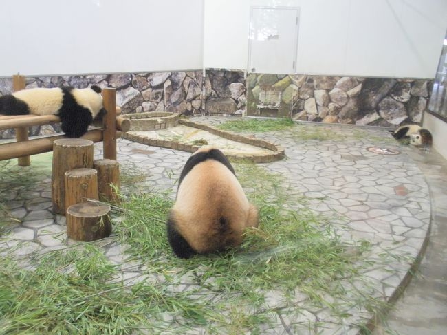 午後になりました。母子みんな動きが鈍いです。妹は溝(右上)出てねいます。左上で眠っているのはおにいちゃん。