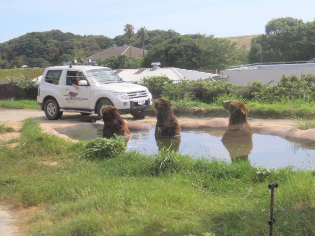 水に浸かっている熊さんは、上手に並んでみかんをキャッチ。