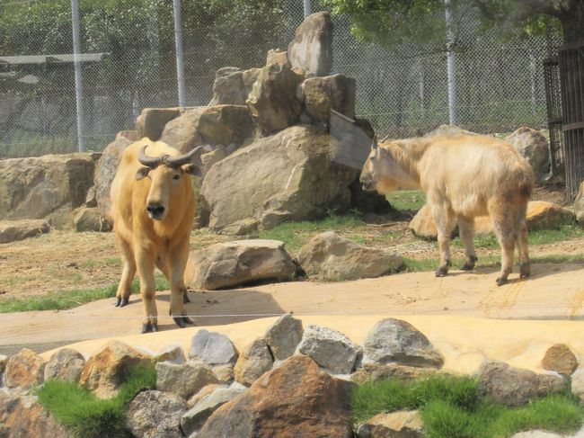 中国で、パンダの次に高価らしい。