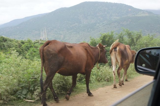 ここから、標高1200mくらいまで、約2000mのダウンヒル。ブータンではトンネルや高いところの橋を作らないので、谷をまわりながらの、つづら折れの道が続きます。<br /><br />途中、牛が道端の草を食べていたり、両側で1.5車線なので、対向車が来ると路肩に寄せなければならなかったり…<br /><br />距離にすれば40kmくらいですが、悠に2時間はかかります。