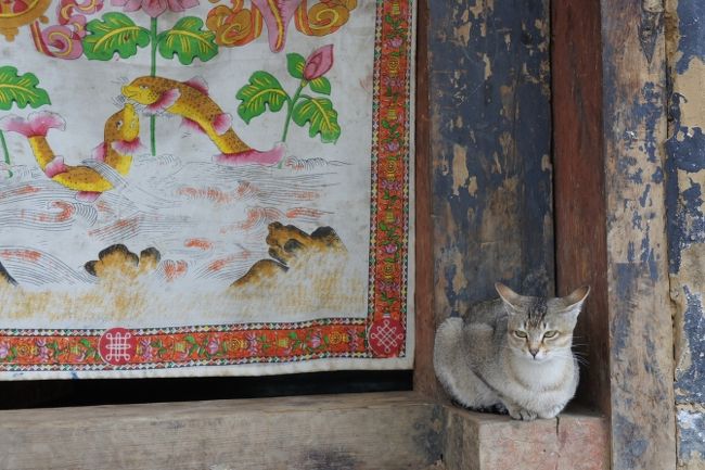 にゃんこもいましたよ。