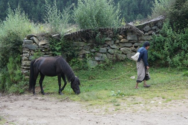 馬を連れて家に帰る人。