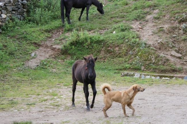 あらら、仔馬が犬にちょっかい出してます。