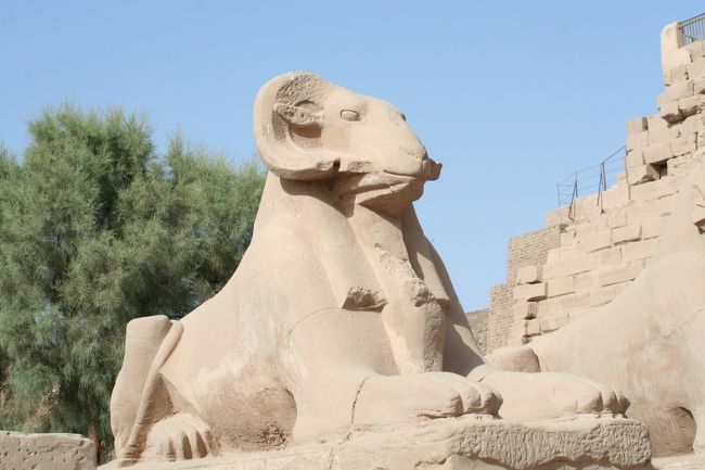 カルナック神殿の入口のスフィンクス。ギザのスフィンクスと違って頭が羊です。