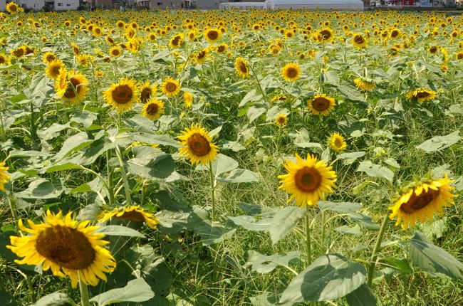 夏まだ続く 清瀬ひまわりフェスティバル 11 東久留米 清瀬 東京 の旅行記 ブログ By 旅姿さん フォートラベル