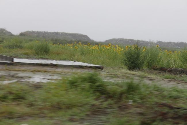被災地では向日葵を沢山見ました。<br /><br />放射線濃度を緩和してくれる<br />気持ちを明るくしてくれる<br />太陽の花<br />地元の方々が5月に植えたということで、所々に咲いています。