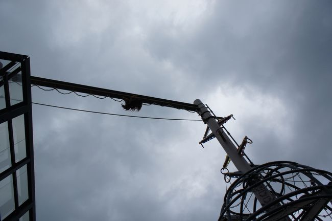 オランウータンのもぐもぐタイム<br />逆光で分かりにくいですが、おやつを求めて綱を渡っています