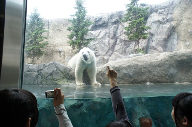 ほっきょくぐま<br />残念ながらダイブせず