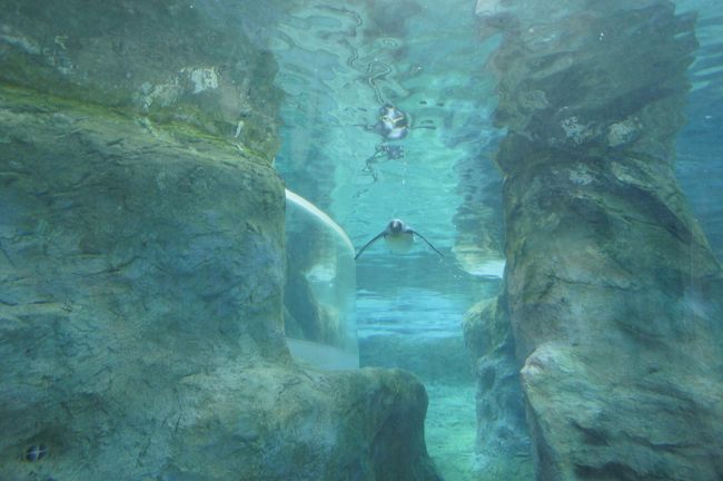 空飛ぶペンギン