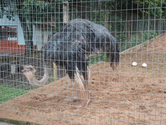 ＜8月23日＞<br />イグアスの滝近くにある、バードパーク（PARQUE DAS AVES）