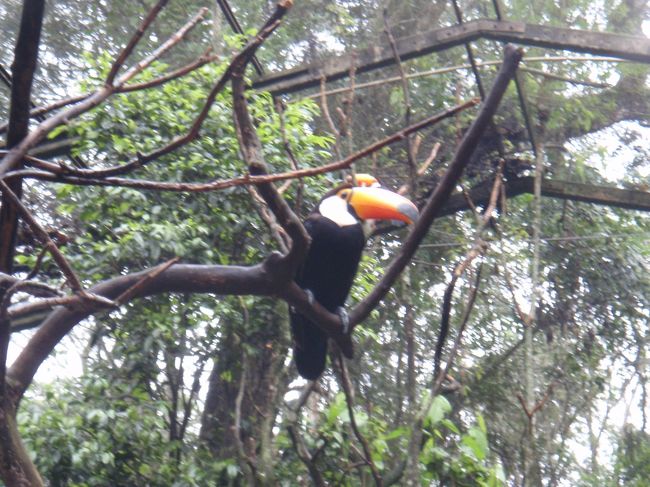 トゥーカン<br /><br />ギネスビールだわ☆