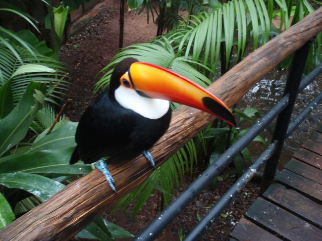 こんな間近でトゥーカンが見られるなんて、感激！<br />なんか、置物みたいにおとなしい。