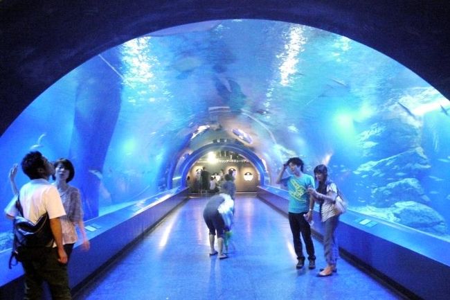 ０９ ２０１１年夏休み８泊９日の国内旅行 エプソン品川アクアスタジアムその３ 夜の水族館 ドルフィンパフォーマンス ナイトショー 品川 東京 の旅行記 ブログ By ミシマさん フォートラベル