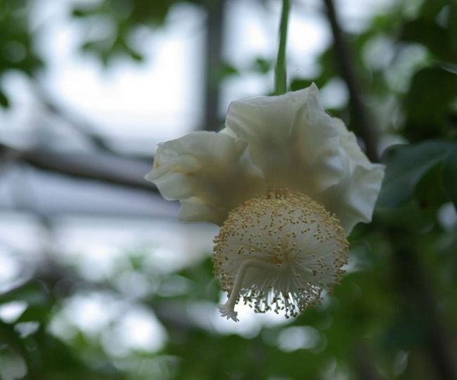 バオバブの花が咲きました 植物園へgo 今出川 北大路 北野 京都 の旅行記 ブログ By Jyugonさん フォートラベル