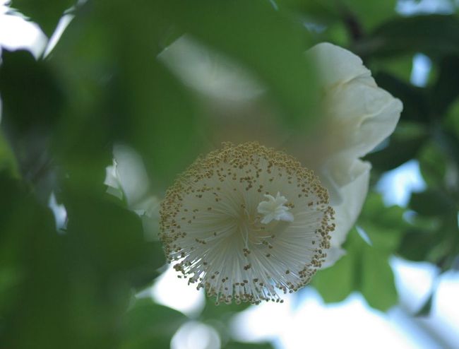 バオバブの花が咲きました 植物園へgo 今出川 北大路 北野 京都 の旅行記 ブログ By Jyugonさん フォートラベル